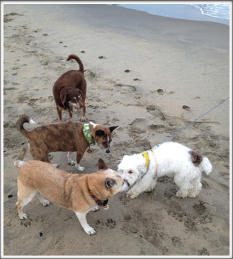 Asbury Park Dog Beach, 8/31/13