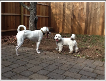 Winston and his Friend Charlie 11/15/13